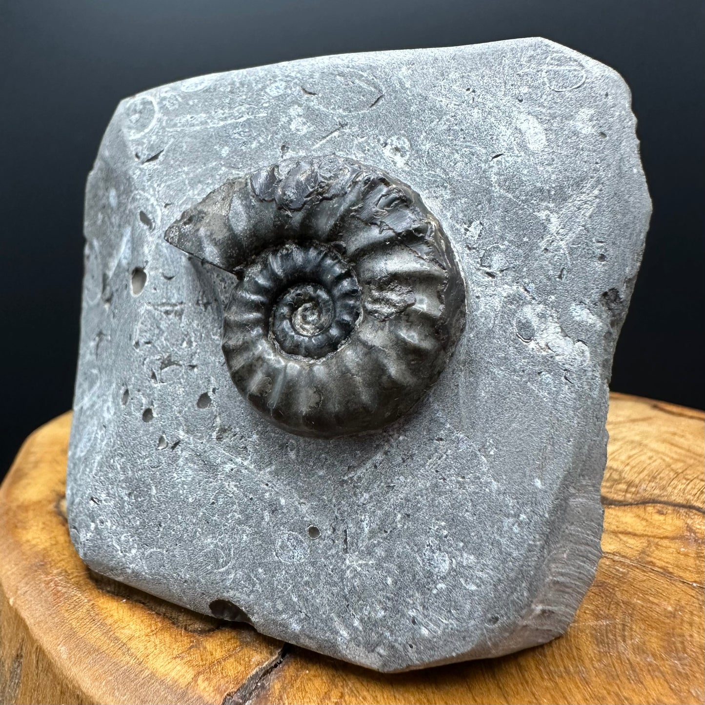 Eugassiceras Ammonite shell fossil with box and stand - Whitby, North Yorkshire Jurassic Coast Yorkshire Fossils