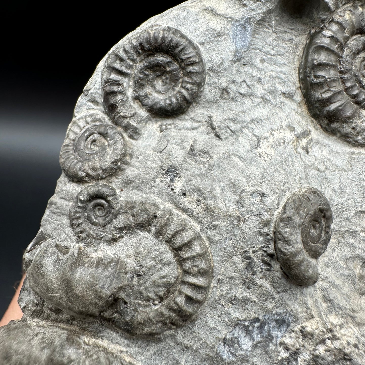 Arnioceras ammonite shell fossil with stand - Whitby, North Yorkshire Jurassic Coast Yorkshire Fossils