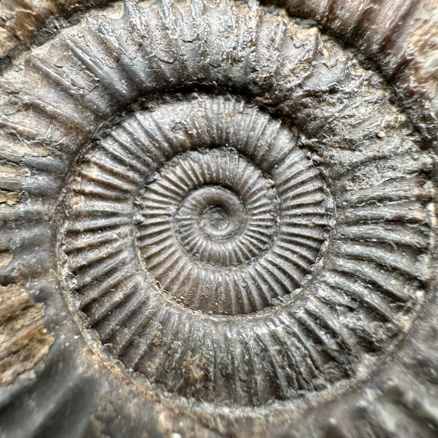 Dactylioceras Ammonite Fossil With Box And Stand - Whitby, North Yorkshire Jurassic Coast Yorkshire Fossils