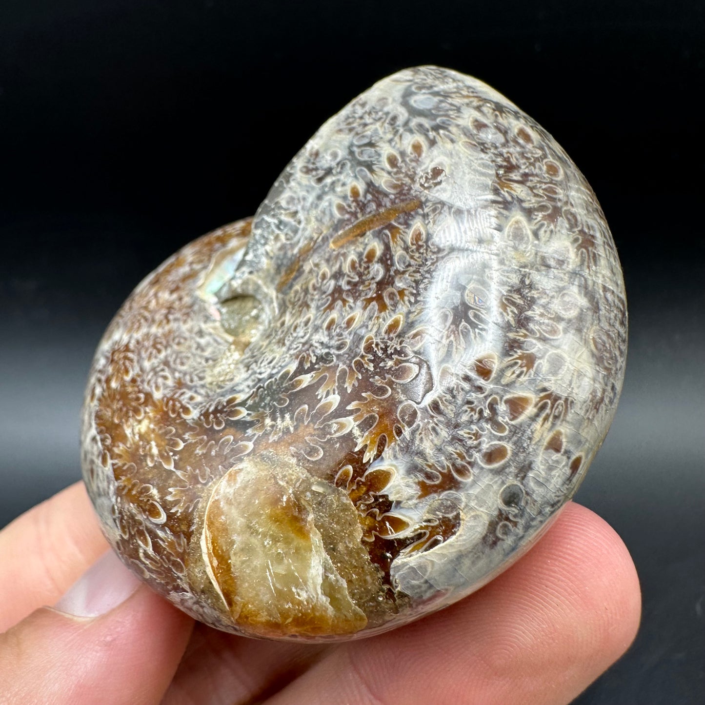 Phylloceras Ammonite Fossil With Box And Stand - Cretaceous Ammonite Madagascar