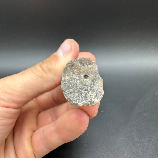 Belemnite (Fossil Squid) shell fossil - Whitby, North Yorkshire Jurassic Coast Yorkshire Fossils