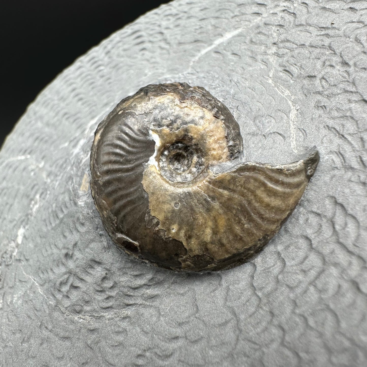Eleganticeras Elegantulum ammonite with box and stand - Whitby, North Yorkshire Jurassic Coast, Yorkshire Fossils