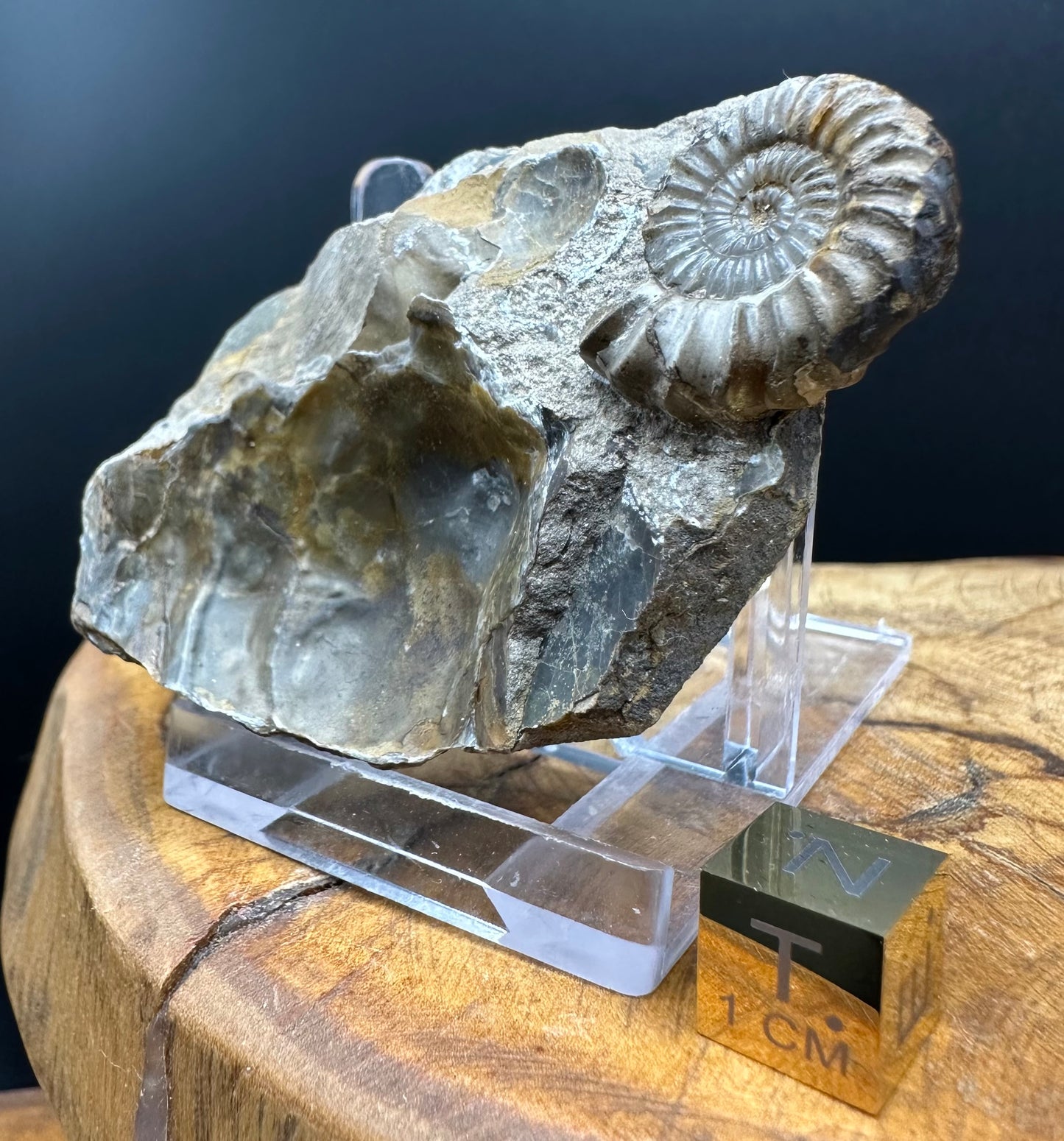 Androgynoceras capricornus Ammonite Fossil With Box And Stand - Whitby, North Yorkshire Jurassic Coast Yorkshire Fossils