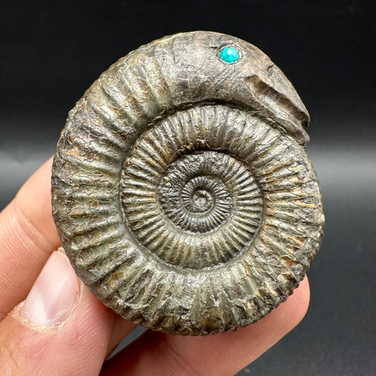 Snakestone Ammonite Fossil With Bag/Box And Stand - Whitby, North Yorkshire Jurassic Coast Yorkshire Fossils