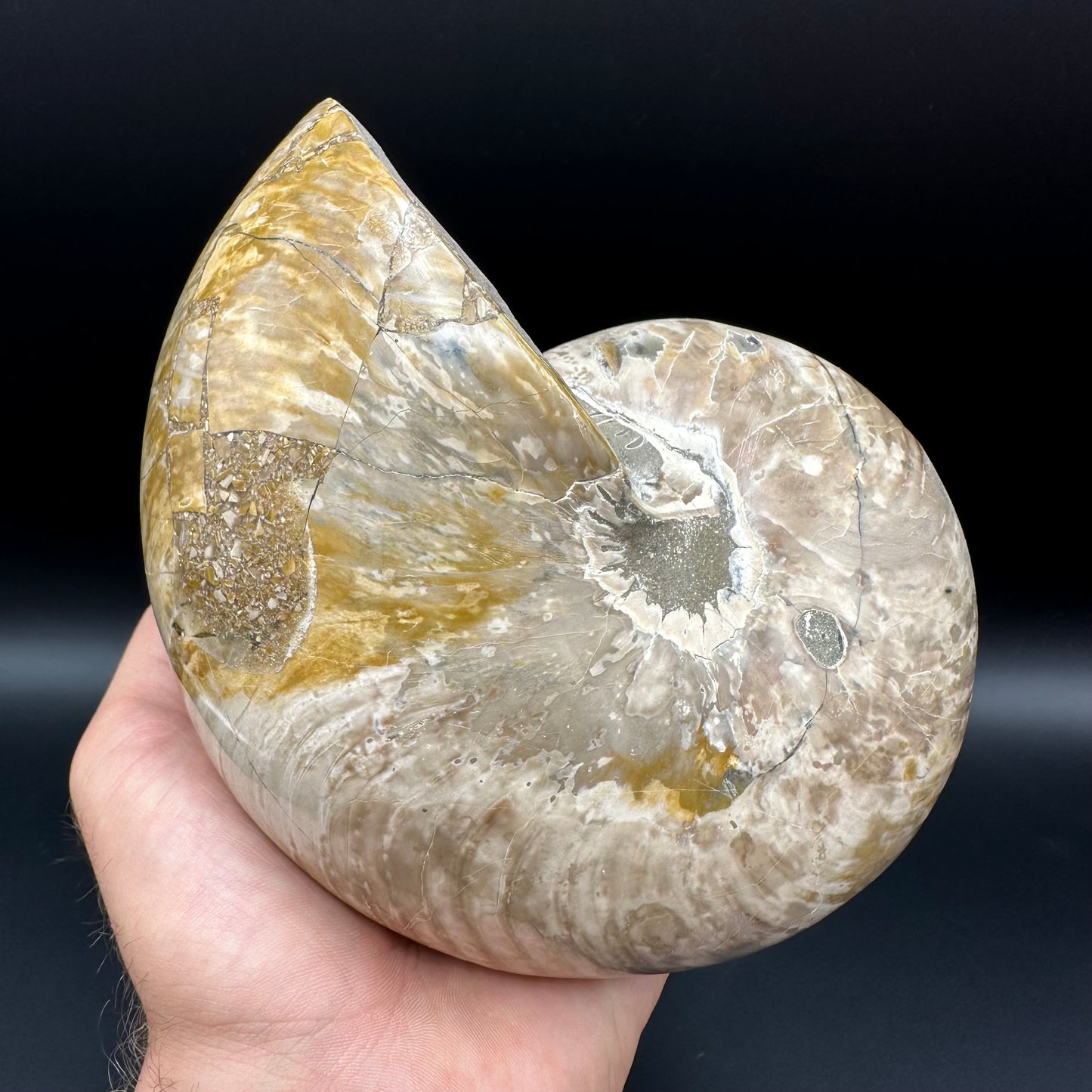 Cenoceras Nautilus Fossil With Stand - Middle Cretaceous Madagascar