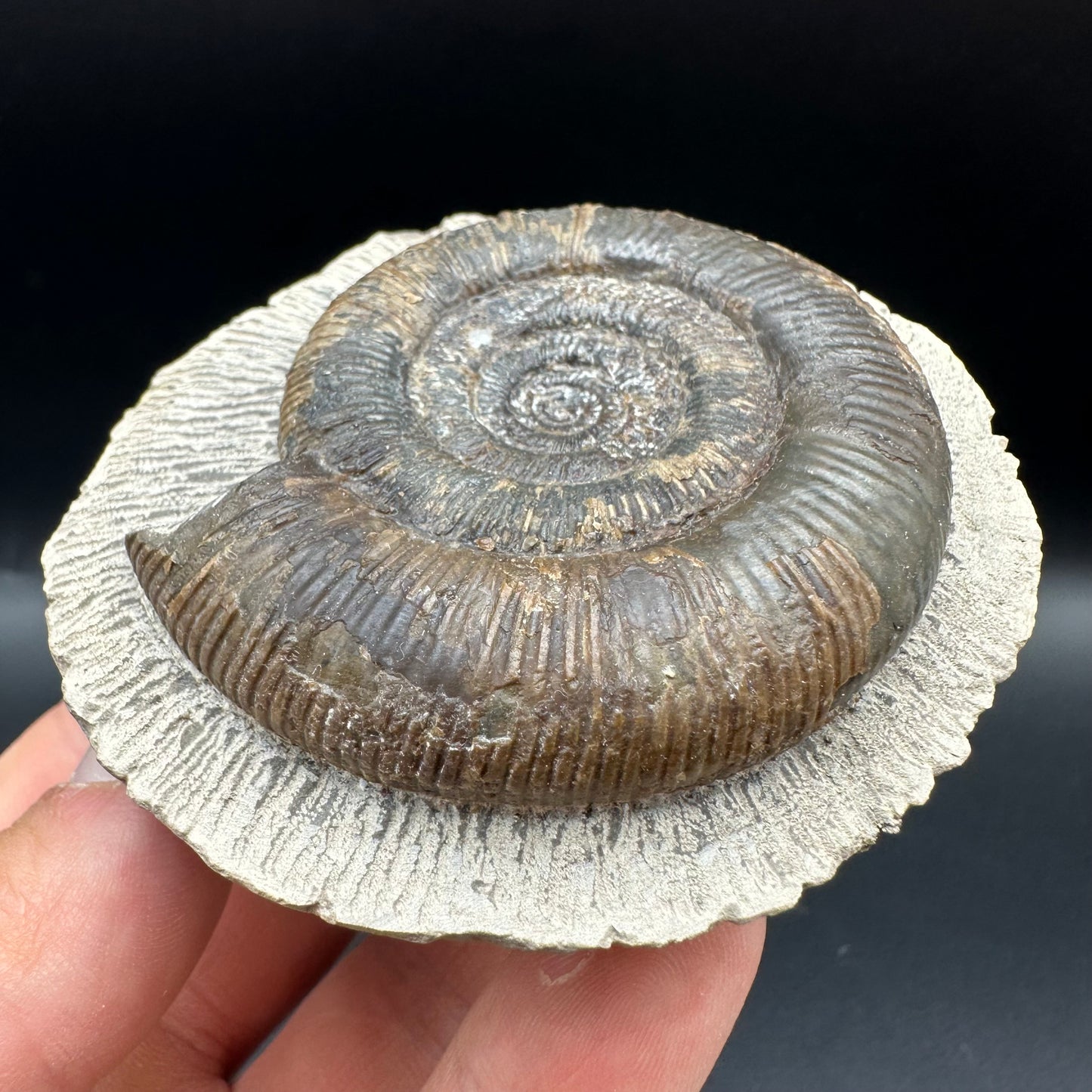 Dactylioceras tenuicostatum Ammonite fossil with box and stand - Whitby, North Yorkshire Jurassic Coast
