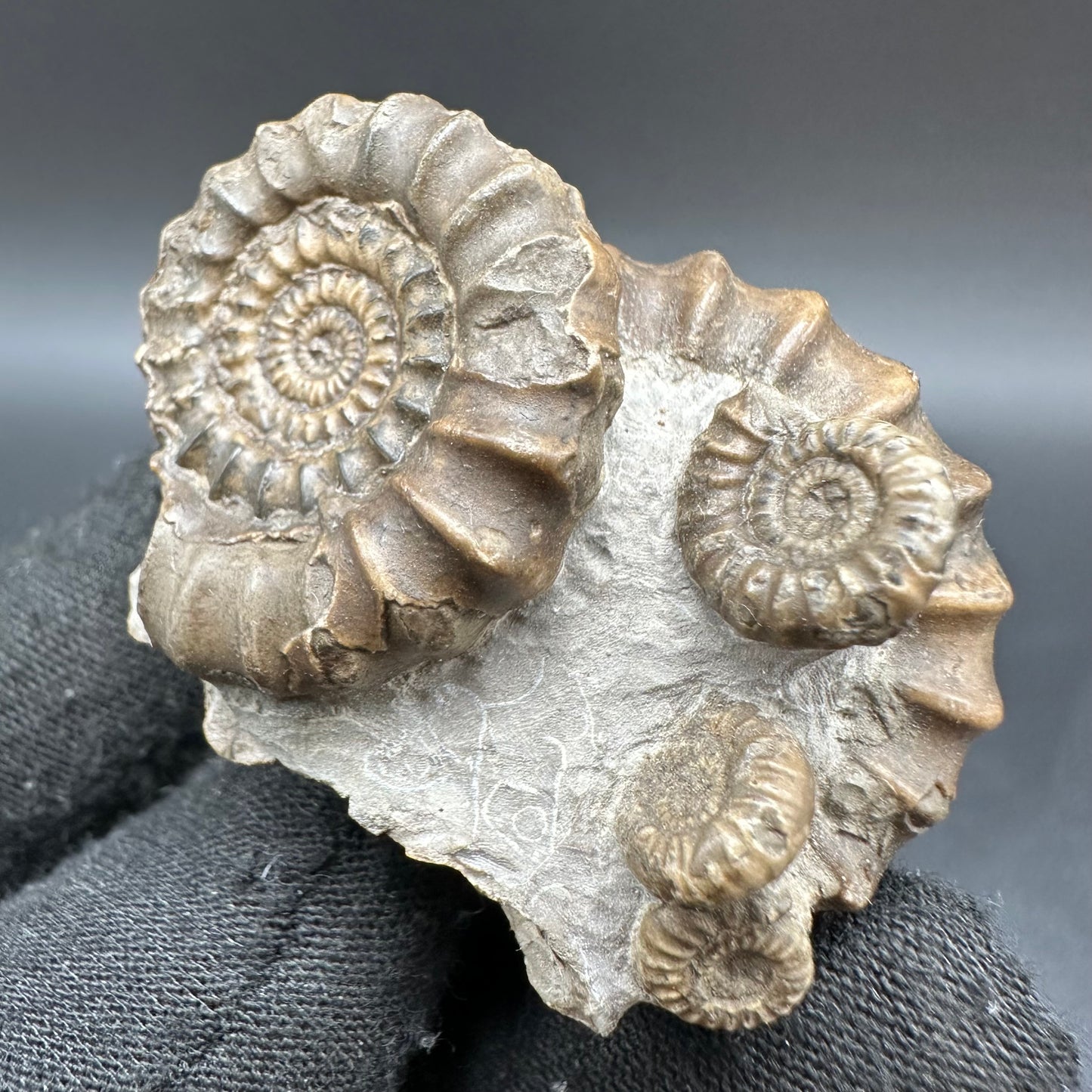 Gagaticeras Ammonite fossil with box and stand - Whitby, North Yorkshire Jurassic Coast Yorkshire Fossils