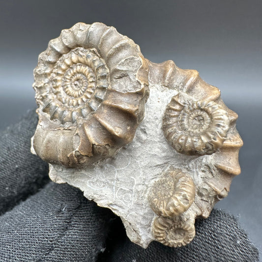 Gagaticeras Ammonite fossil with box and stand - Whitby, North Yorkshire Jurassic Coast Yorkshire Fossils