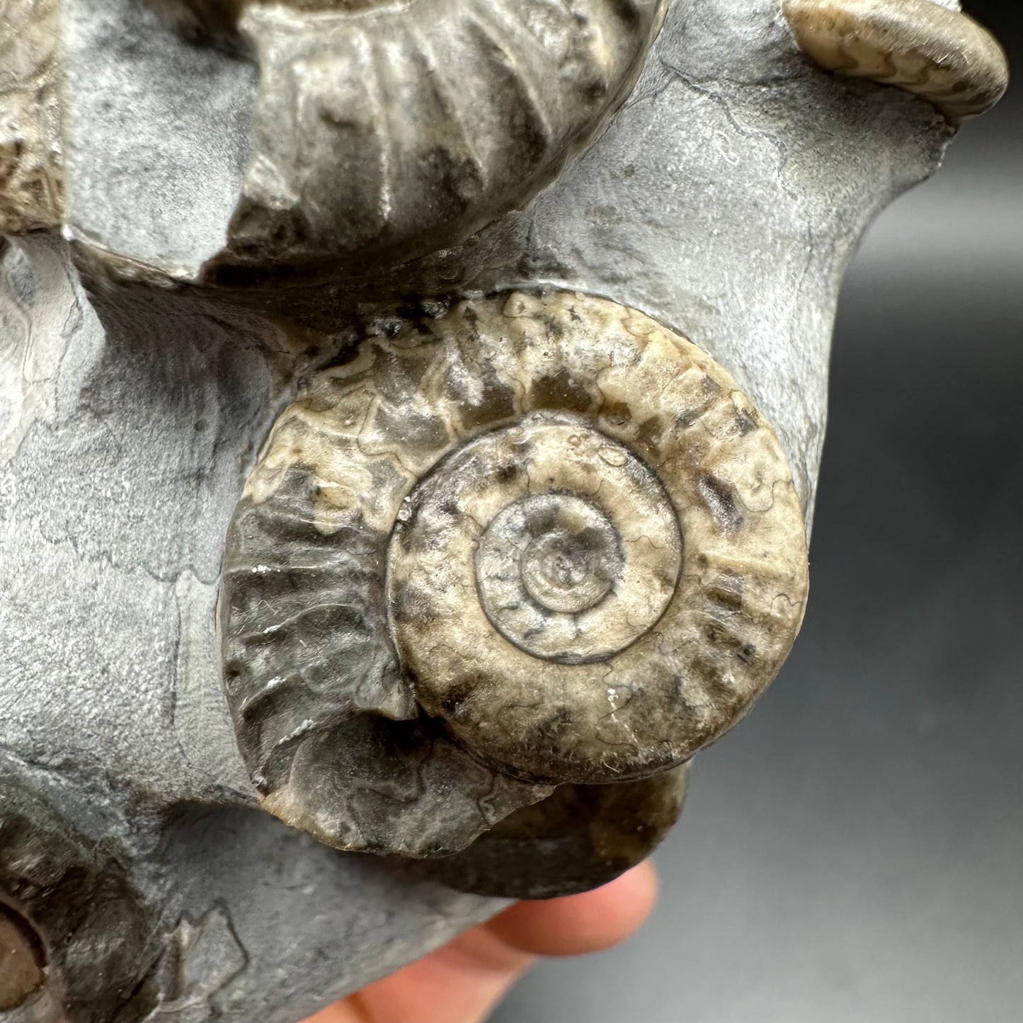 Arnioceras ammonite shell fossil with box and stand - Whitby, North Yorkshire Jurassic Coast Yorkshire Fossils