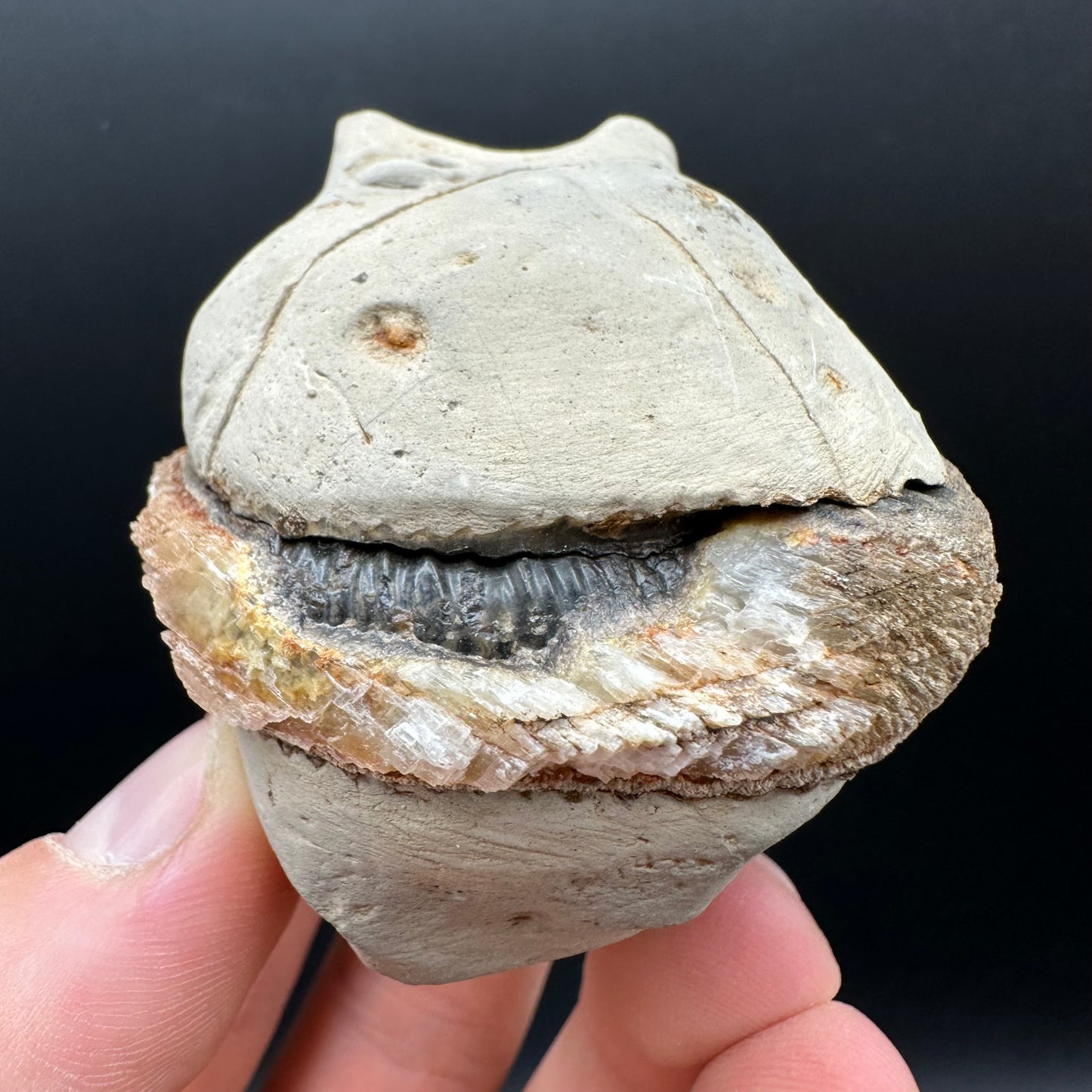 Dactylioceras Ammonite nodule (split pair) Fossil With Box And Stand - Whitby, North Yorkshire Jurassic Coast Yorkshire Fossils