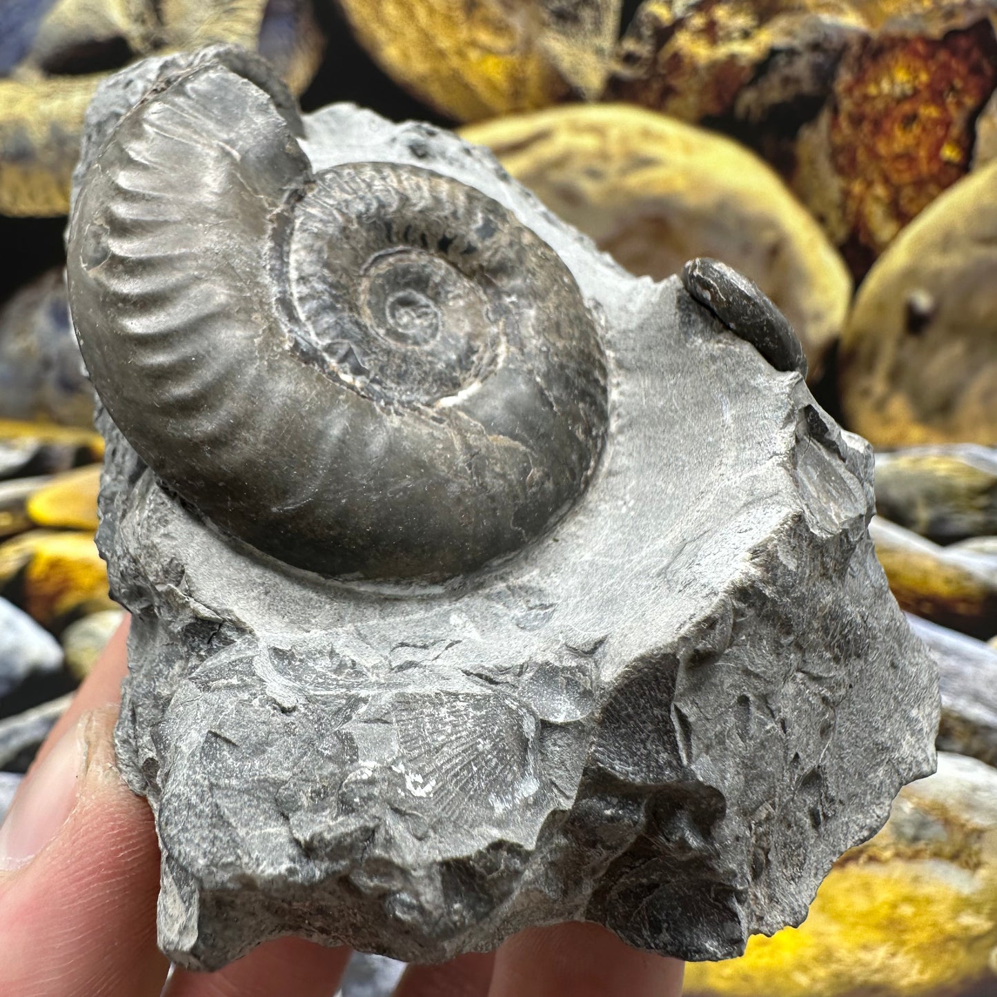 Grammoceras thoaurense ammonite shell fossil - Whitby, North Yorkshire