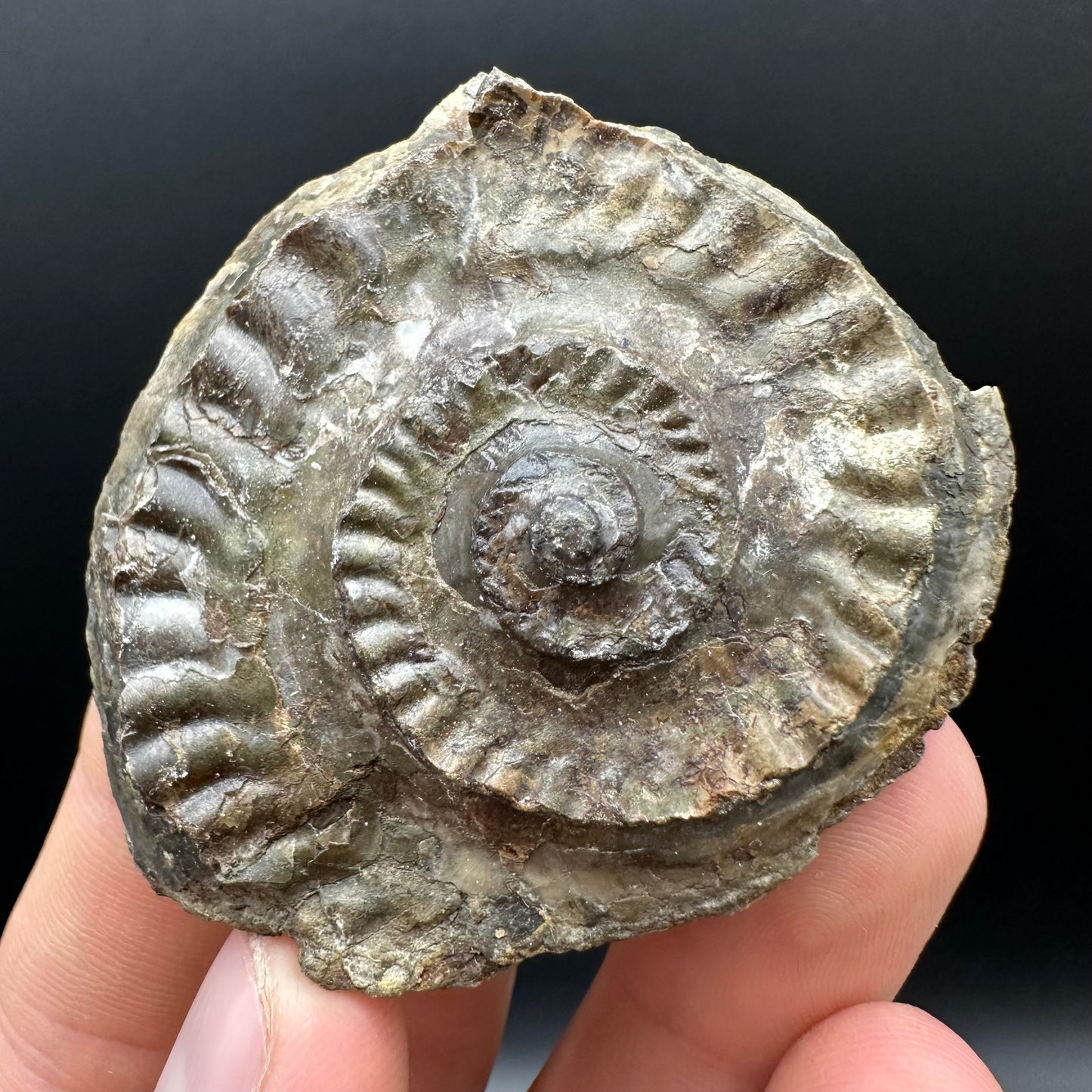 Hildoceras Ammonite nodule (split pair) Fossil With Box And Stand - Whitby, North Yorkshire Jurassic Coast Yorkshire Fossils