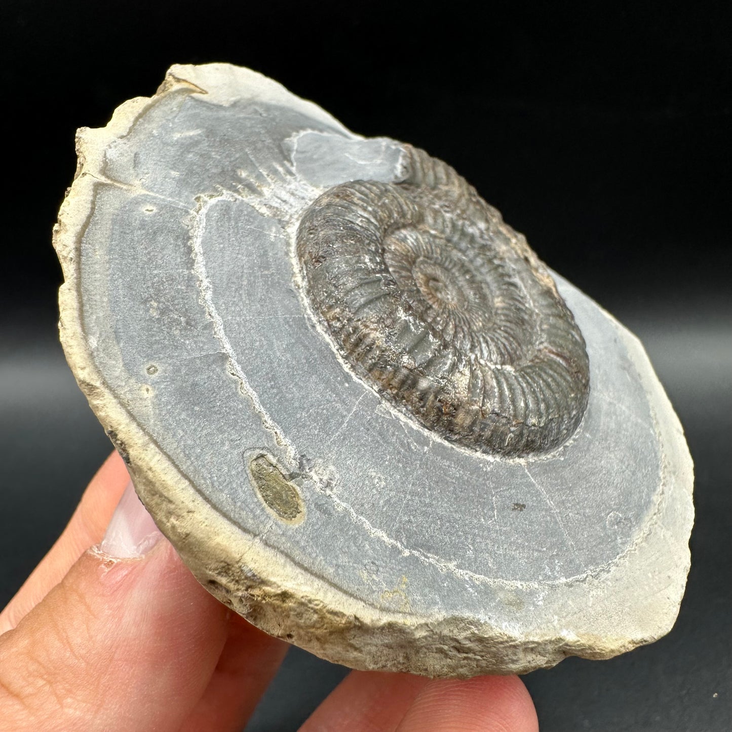 Dactylioceras Ammonite Fossil With Box And Stand - Whitby, North Yorkshire Jurassic Coast Yorkshire Fossils