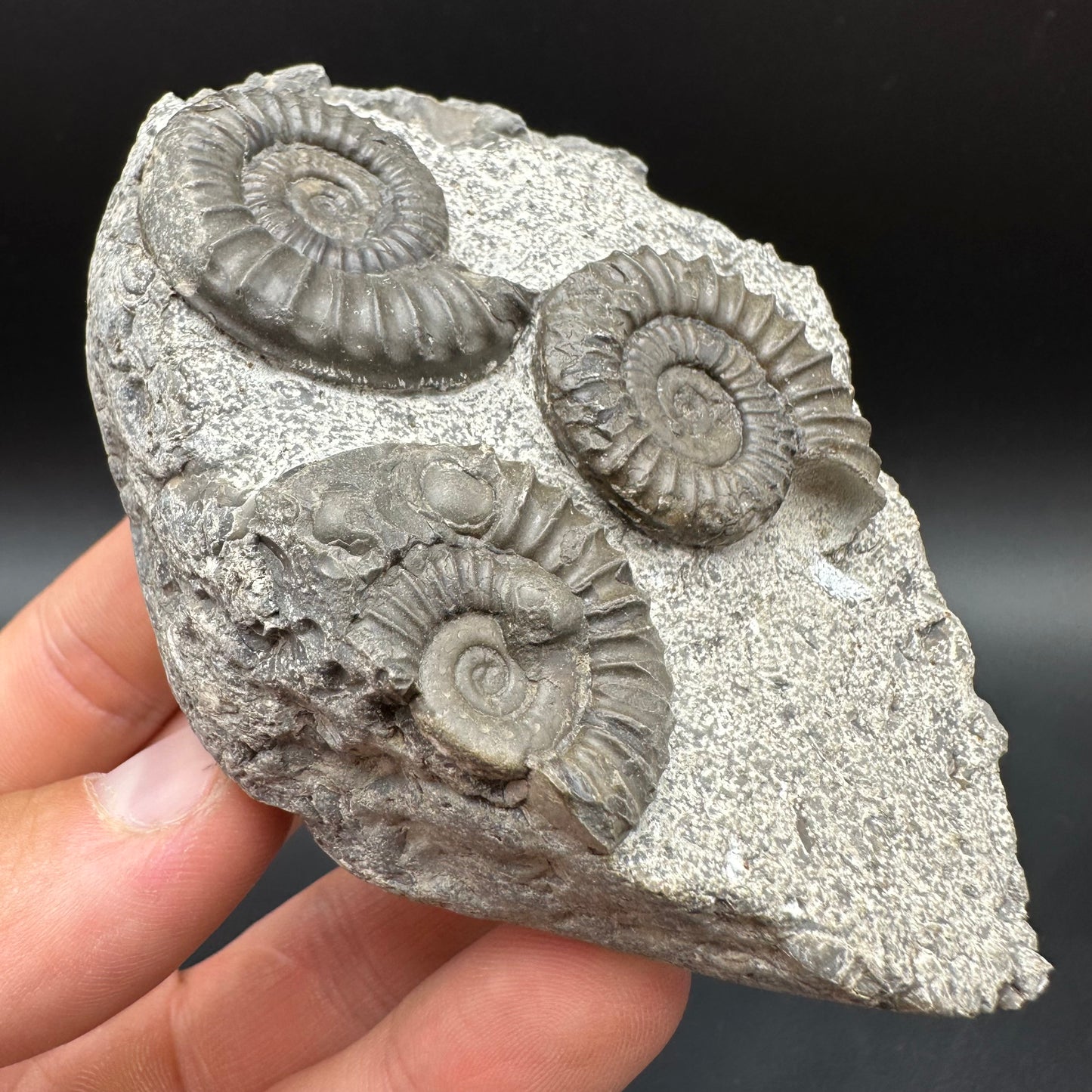 Arnioceras ammonite shell fossil with box and stand - Whitby, North Yorkshire Jurassic Coast Yorkshire Fossils