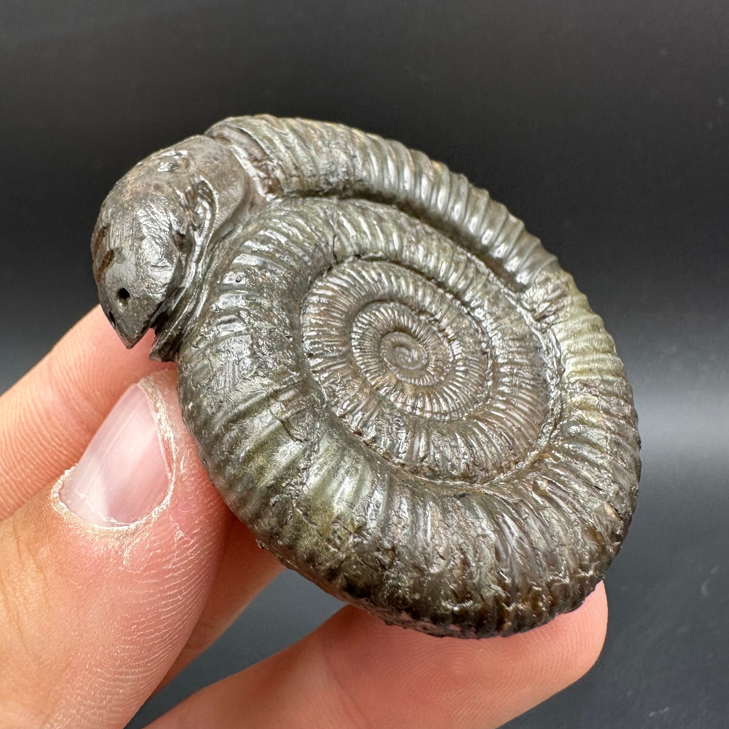 Snakestone Ammonite Fossil With Bag/Box And Stand - Whitby, North Yorkshire Jurassic Coast Yorkshire Fossils