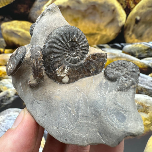 Amaltheus subnodosus ammonite fossil - Whitby, North Yorkshire