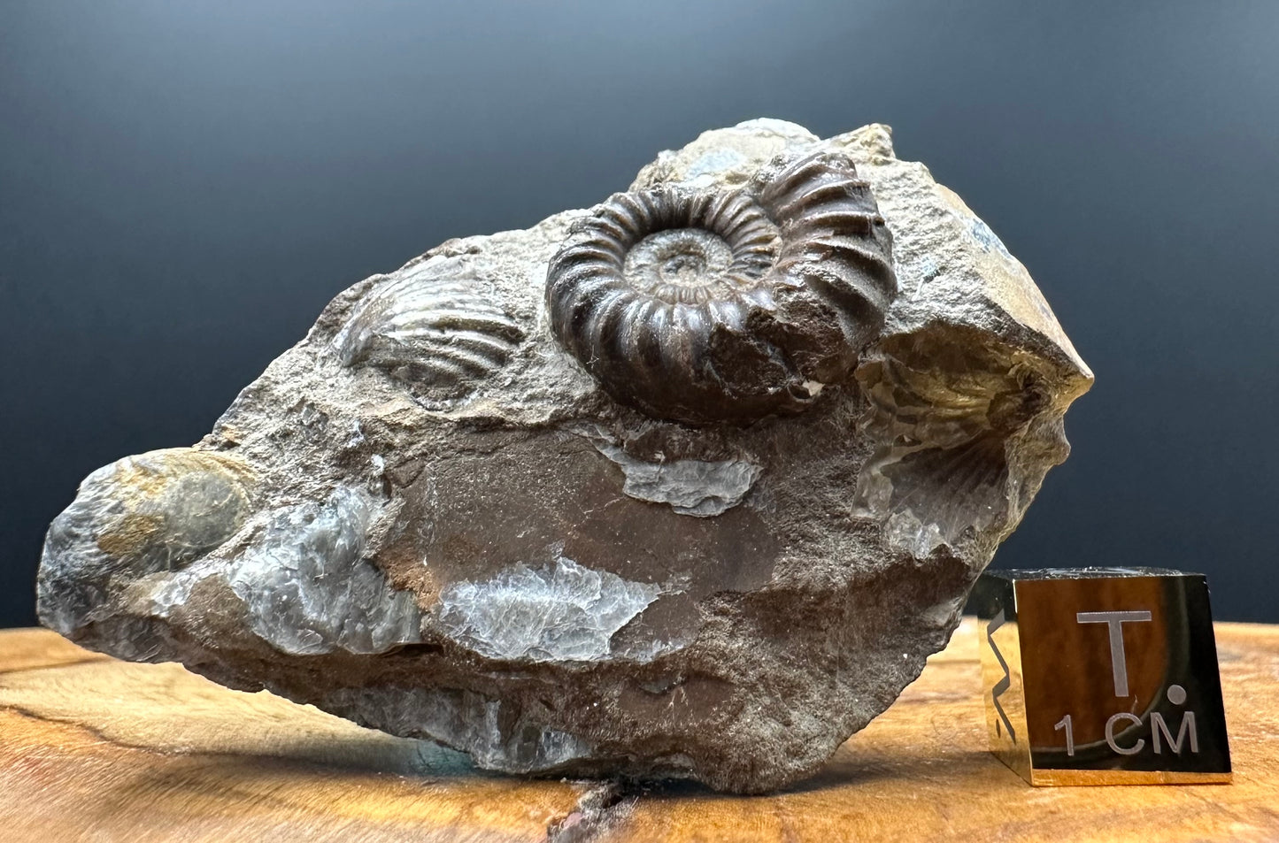 Androgynoceras capricornus Ammonite Fossil With Box And Stand - Whitby, North Yorkshire Jurassic Coast Yorkshire Fossils
