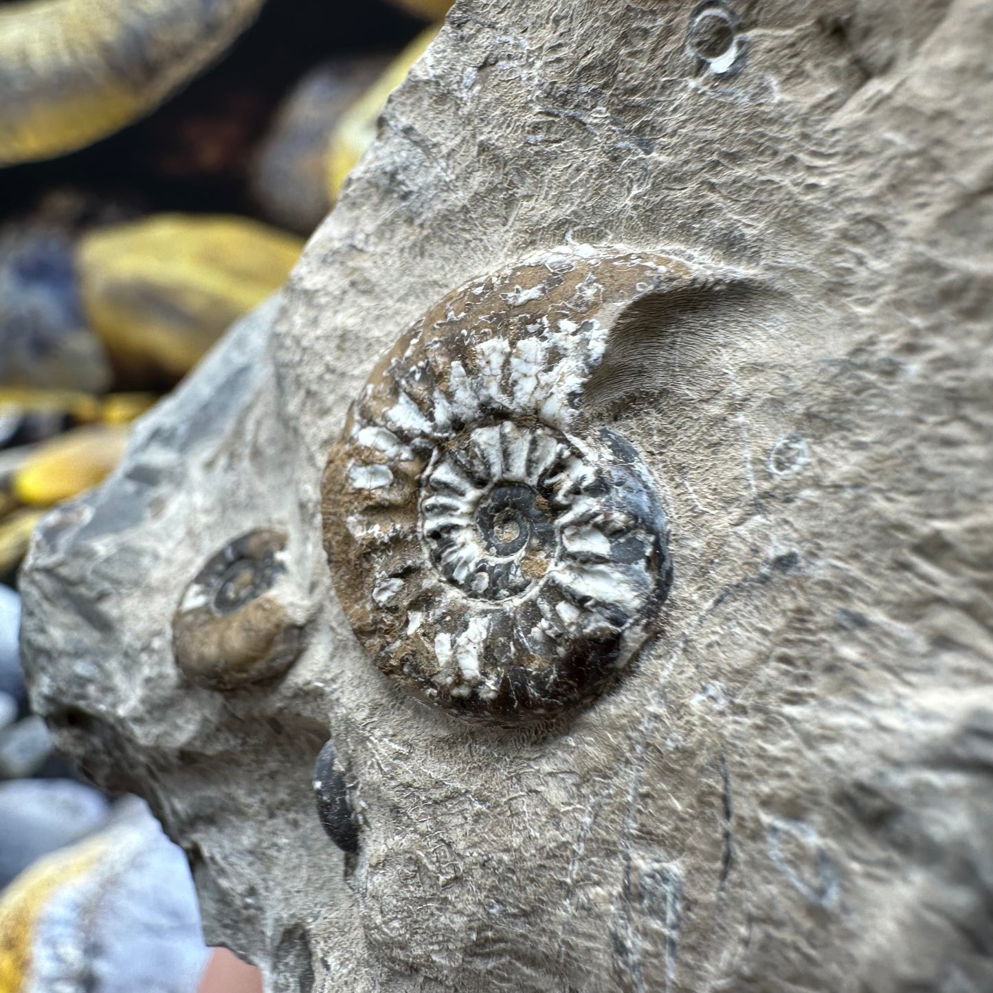 Amaltheus subnodosus ammonite fossil - Whitby, North Yorkshire Jurassic Coast, Yorkshire Fossils