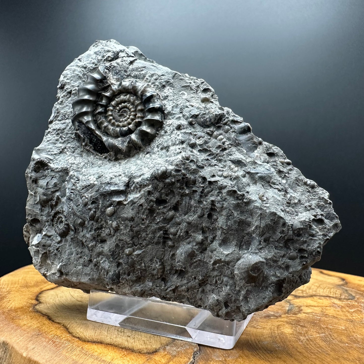 Gagaticeras Ammonite fossil with box and stand - Whitby, North Yorkshire Jurassic Coast Yorkshire Fossils
