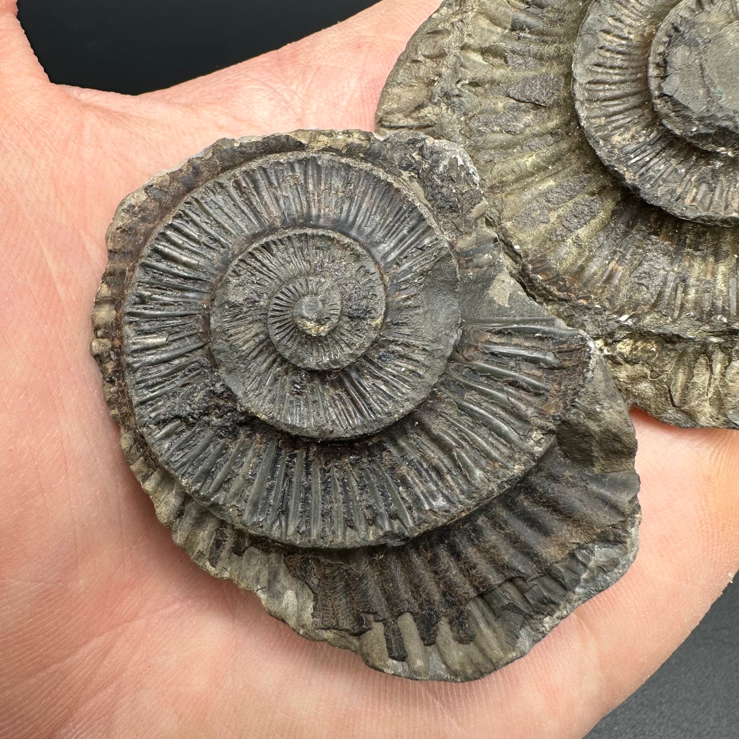 Dactylioceras imprint (negative) bundle ammonite shell fossil with box - Whitby, North Yorkshire, Yorkshire Fossils