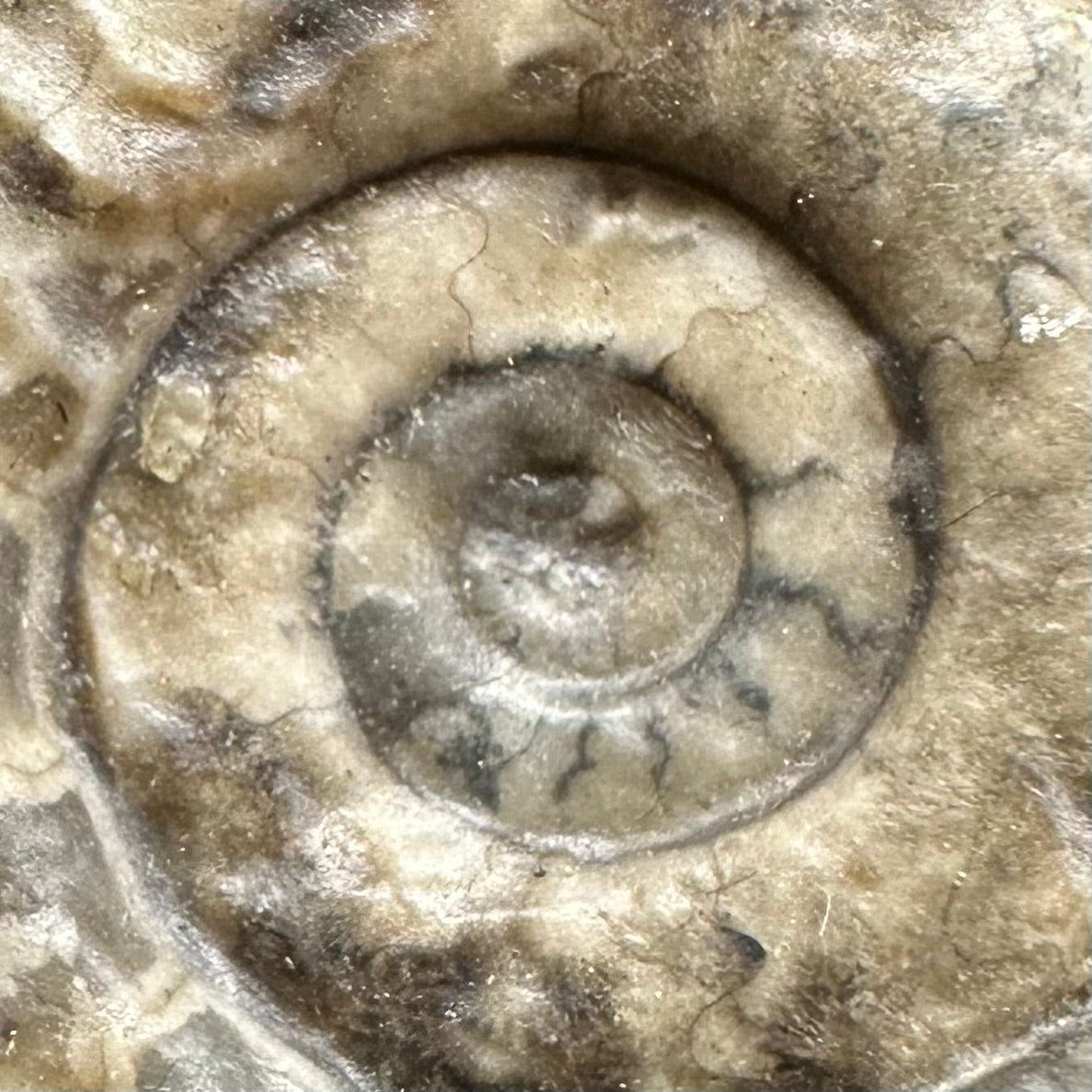 Arnioceras ammonite shell fossil with box and stand - Whitby, North Yorkshire Jurassic Coast Yorkshire Fossils