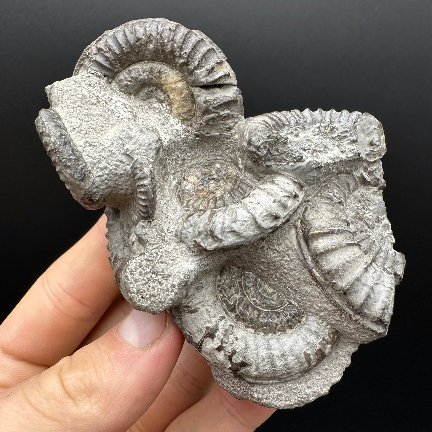 Arnioceras ammonite shell fossil with box and stand - Whitby, North Yorkshire Jurassic Coast Yorkshire Fossils