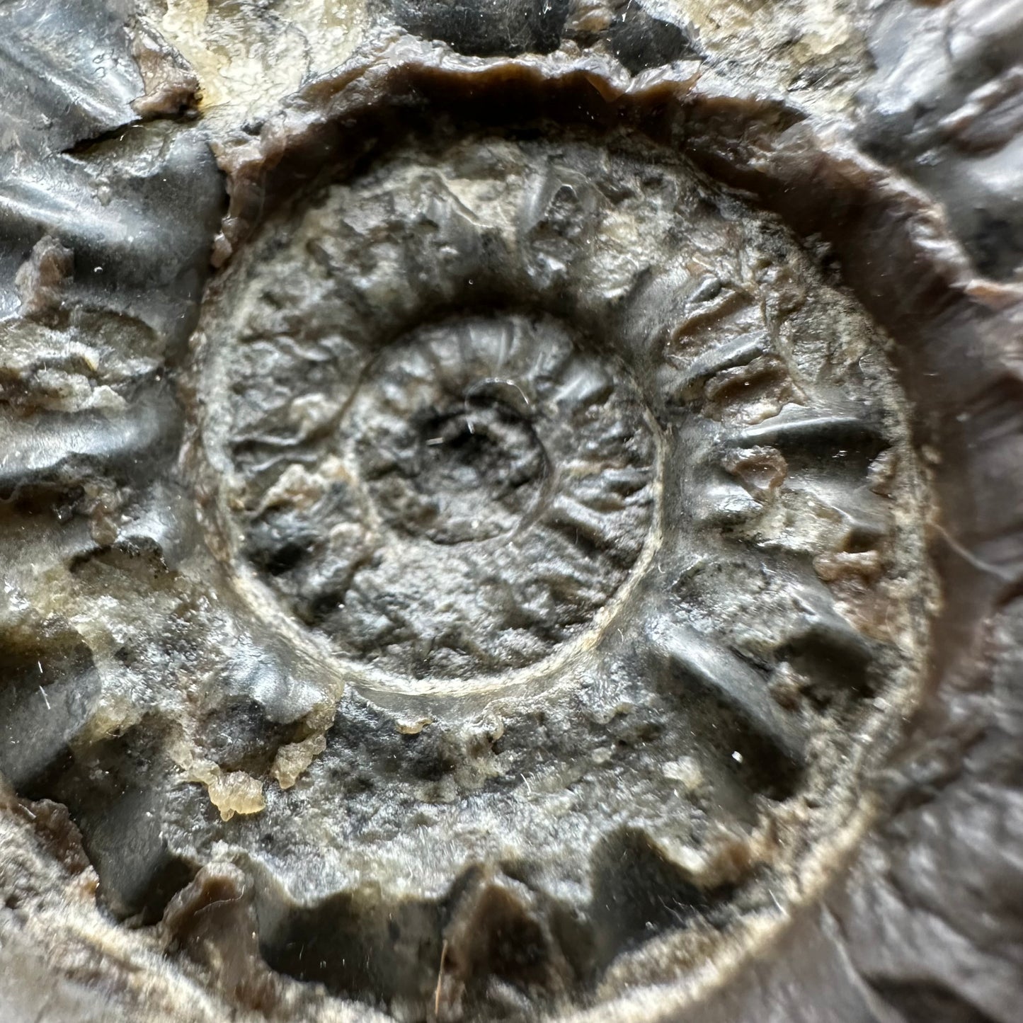 Aegasteroceras sagittarium ammonite fossil with box and stand - Whitby, North Yorkshire Jurassic Coast Yorkshire Fossils
