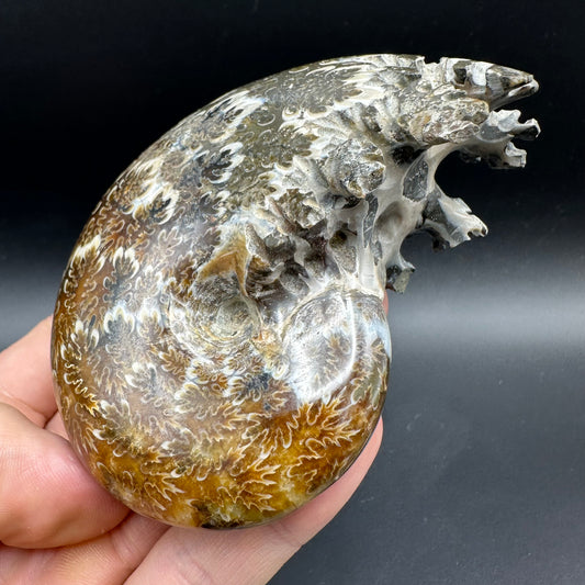 Phylloceras Ammonite Fossil With Box And Stand - Cretaceous Ammonite Madagascar