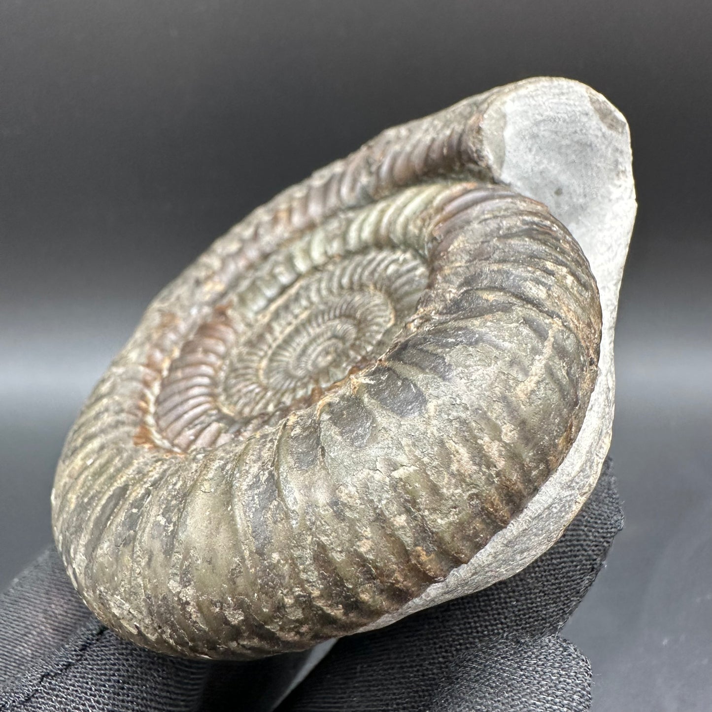 Dactylioceras Ammonite Fossil With Box And Stand - Whitby, North Yorkshire Jurassic Coast Yorkshire Fossils