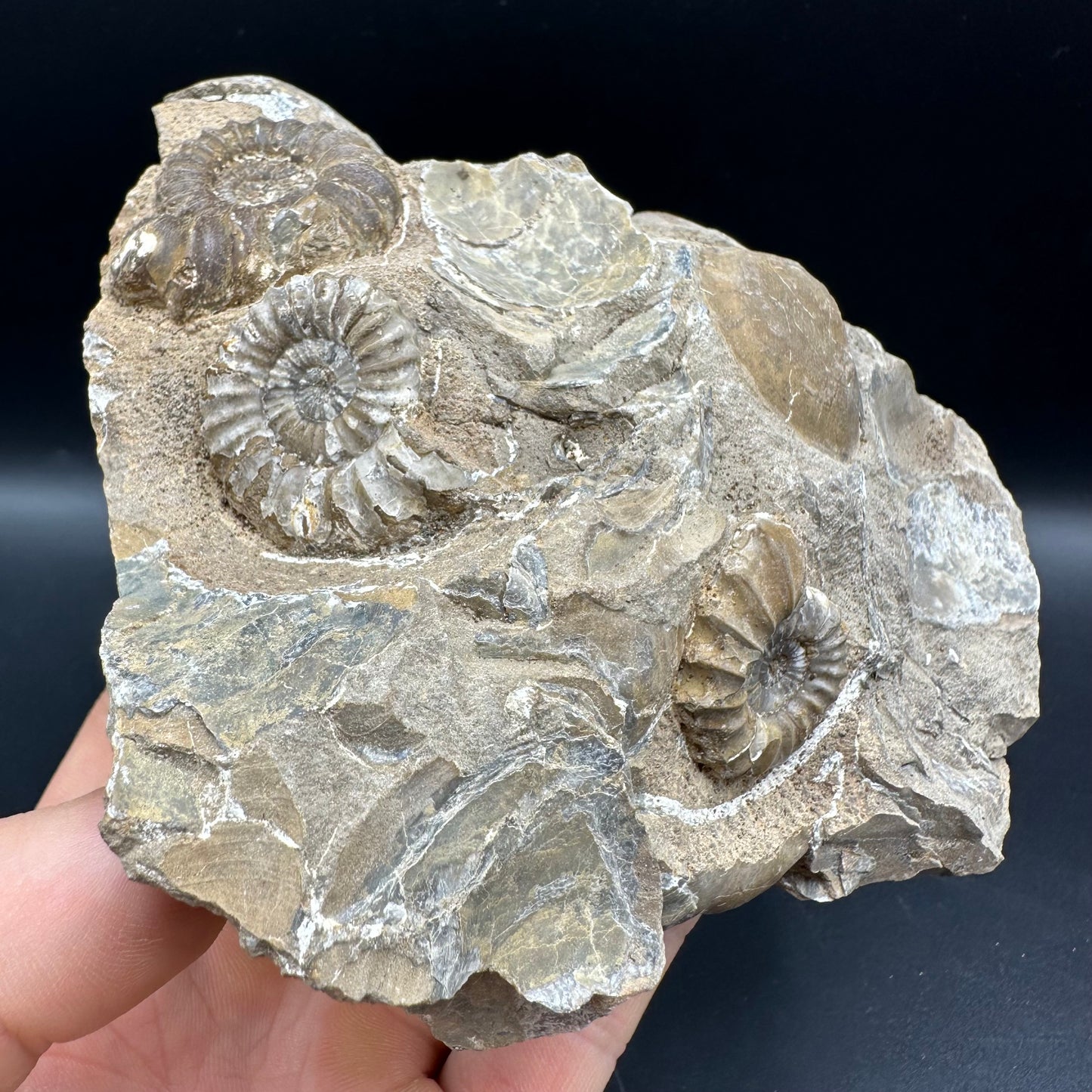 Androgynoceras capricornus Ammonite fossil - Whitby, North Yorkshire Jurassic Coast Yorkshire Fossils
