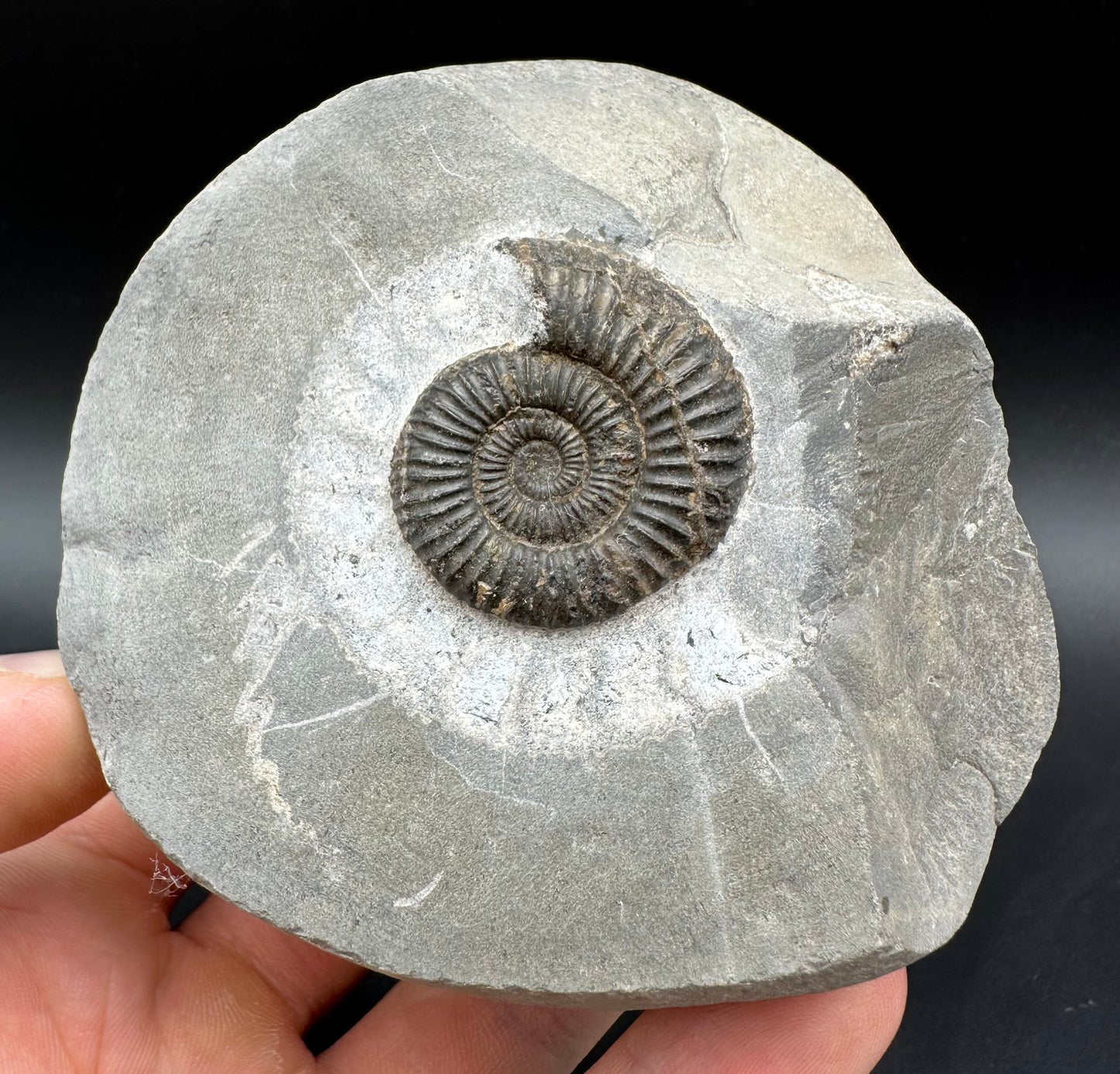 Dactylioceras Ammonite Fossil With Box And Stand - Whitby, North Yorkshire Jurassic Coast Yorkshire Fossils