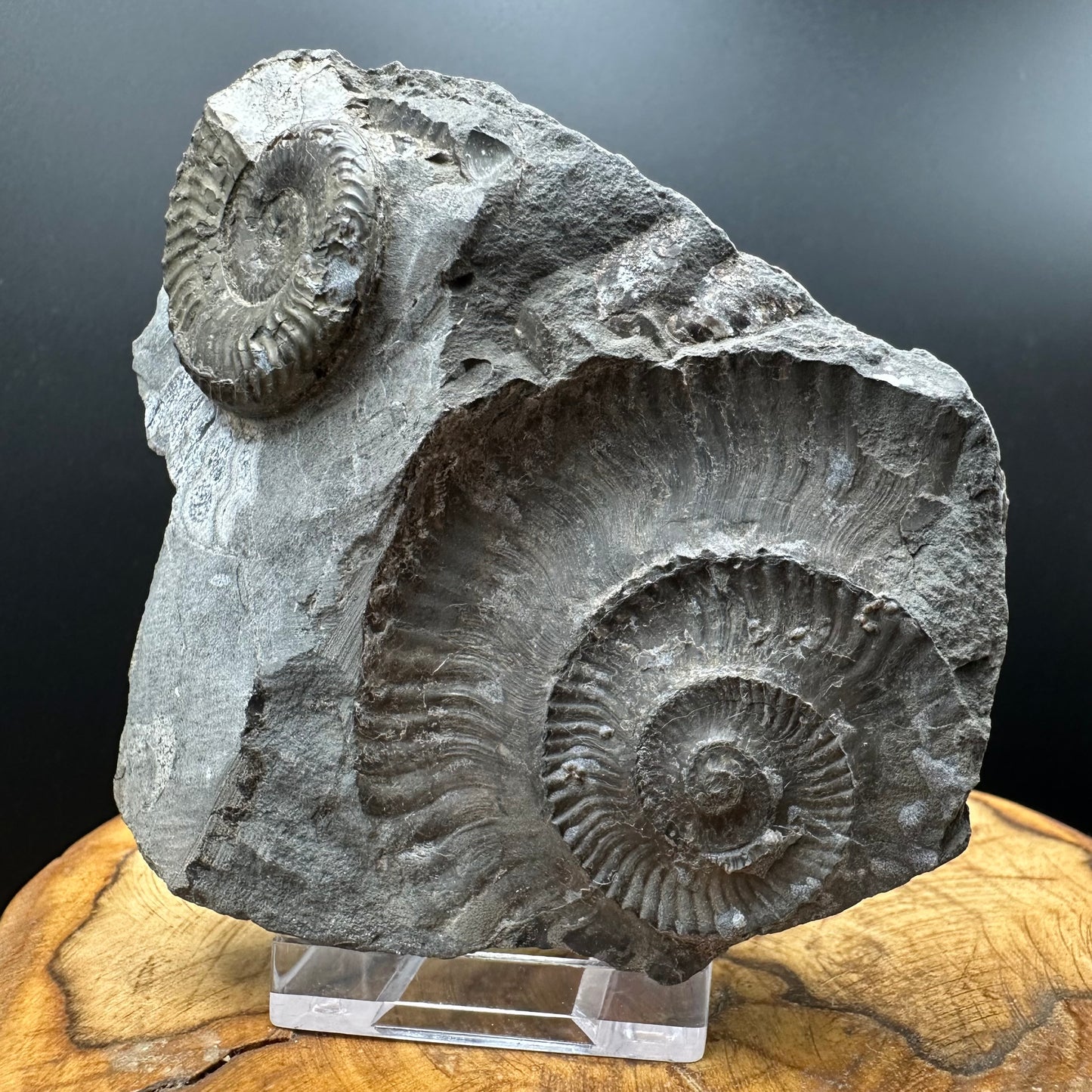 Grammoceras thoaurense Ammonite shell fossil with box and stand - Whitby, North Yorkshire, Yorkshire Fossils from the Jurassic Coast