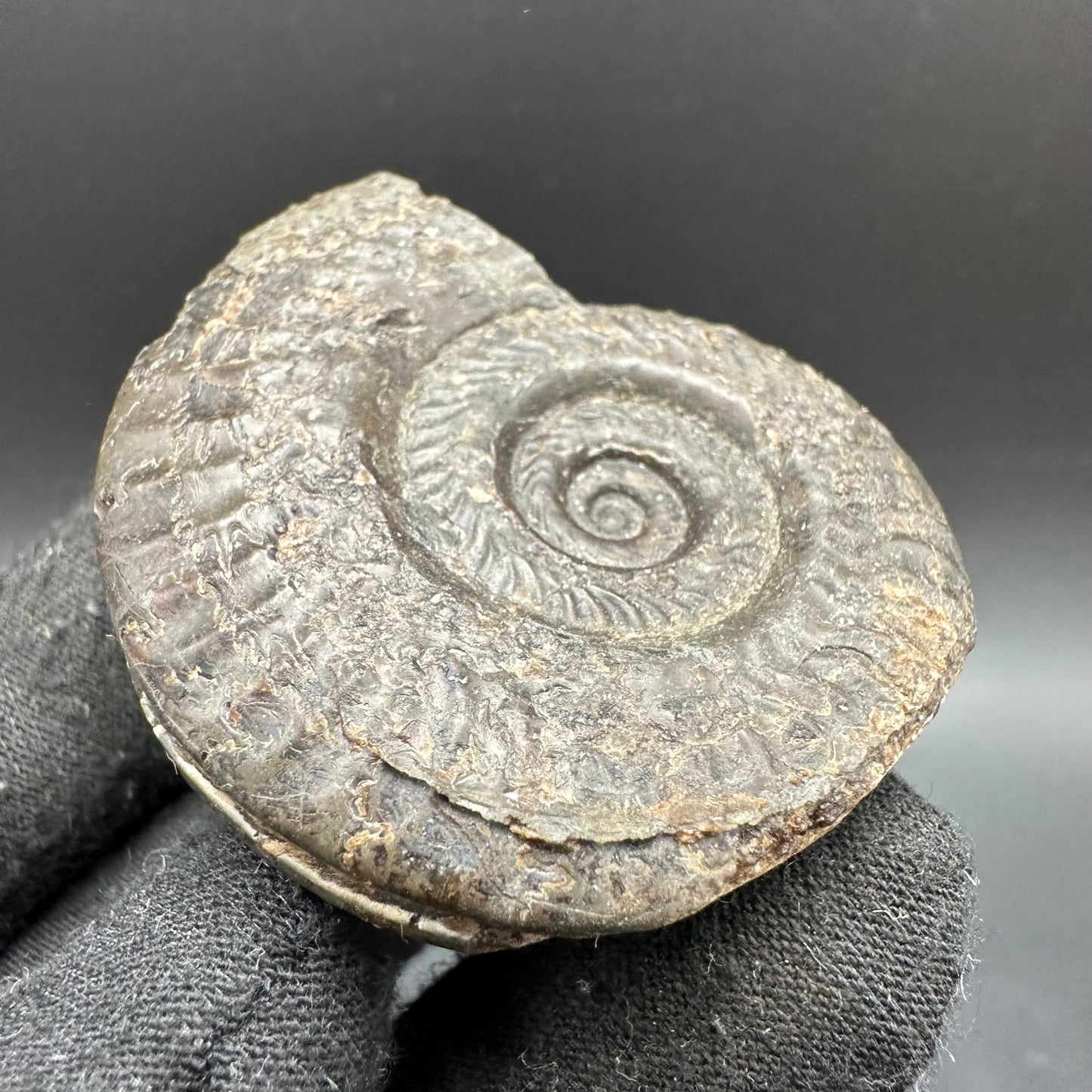 Hildoceras lusitanicum Ammonite fossil with box and stand - Whitby, North Yorkshire, Jurassic Coast, Yorkshire Fossils from the Jurassic Coast