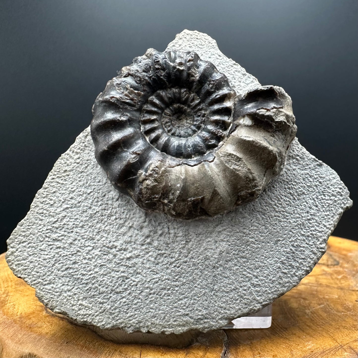 Androgynoceras maculatum ammonite fossil with box and stand - Whitby, North Yorkshire Jurassic Coast Yorkshire Fossils