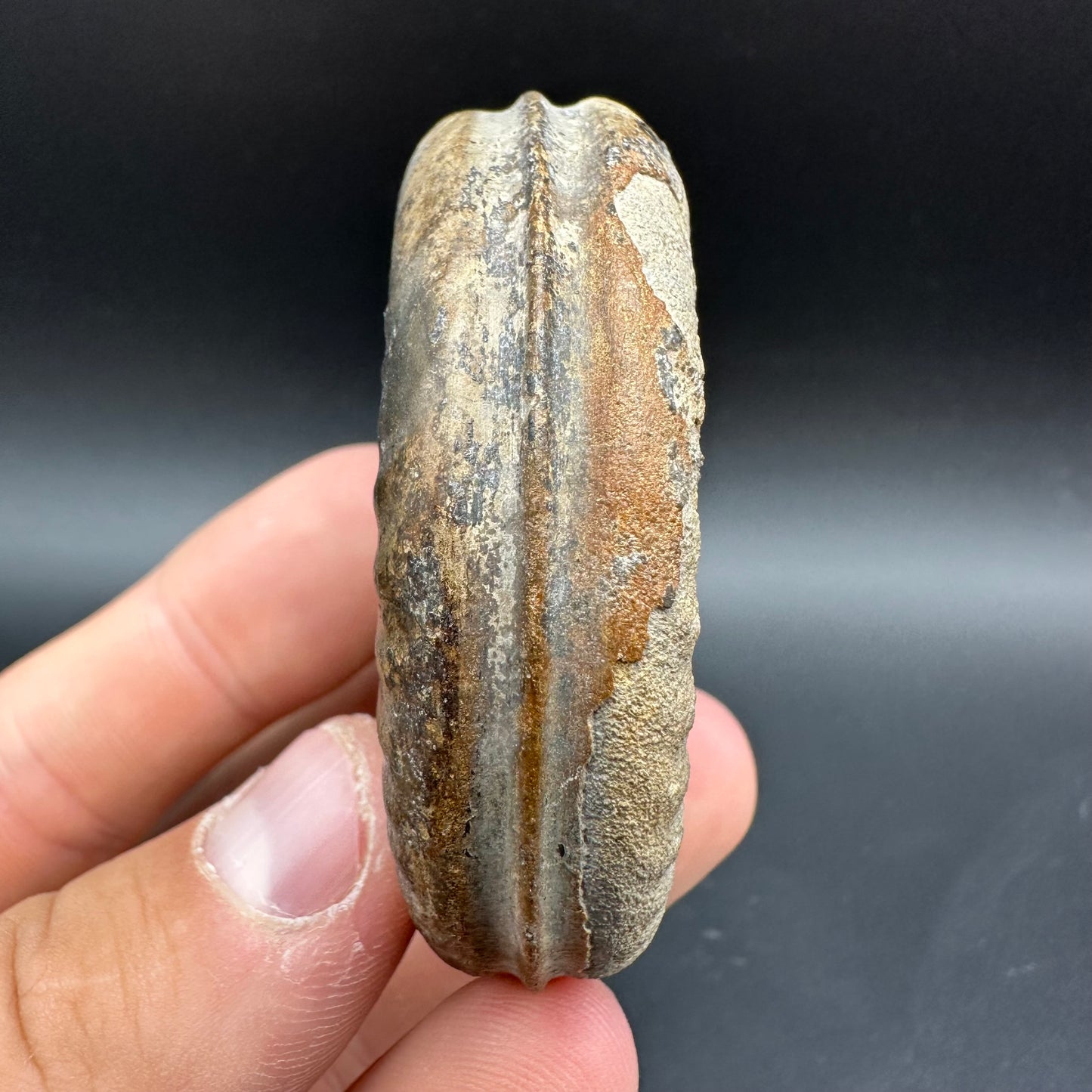 Snakestone Ammonite Fossil With Bag/Box And Stand - Whitby, North Yorkshire Jurassic Coast Yorkshire Fossils
