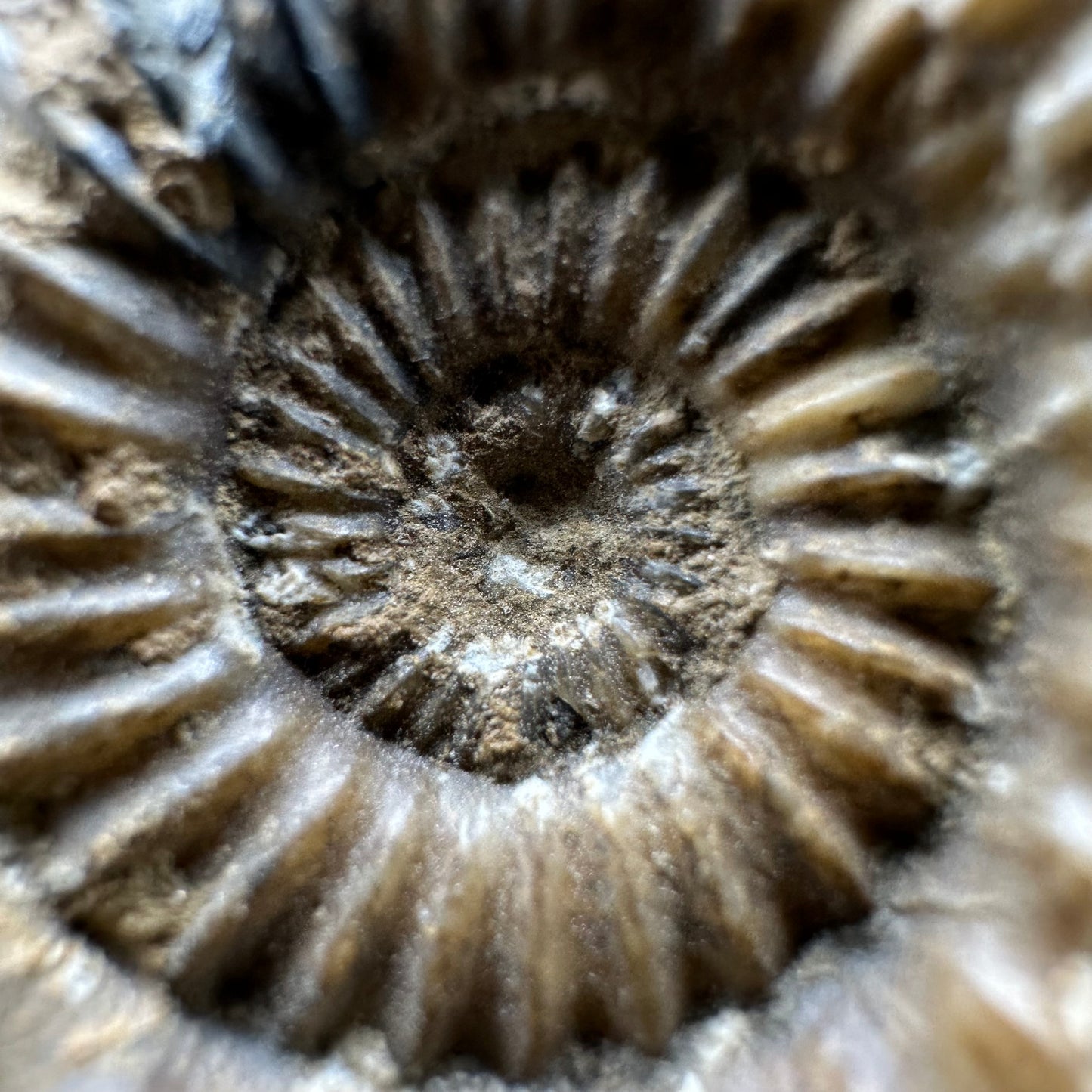 Androgynoceras capricornus Ammonite fossil - Whitby, North Yorkshire Jurassic Coast Yorkshire Fossils