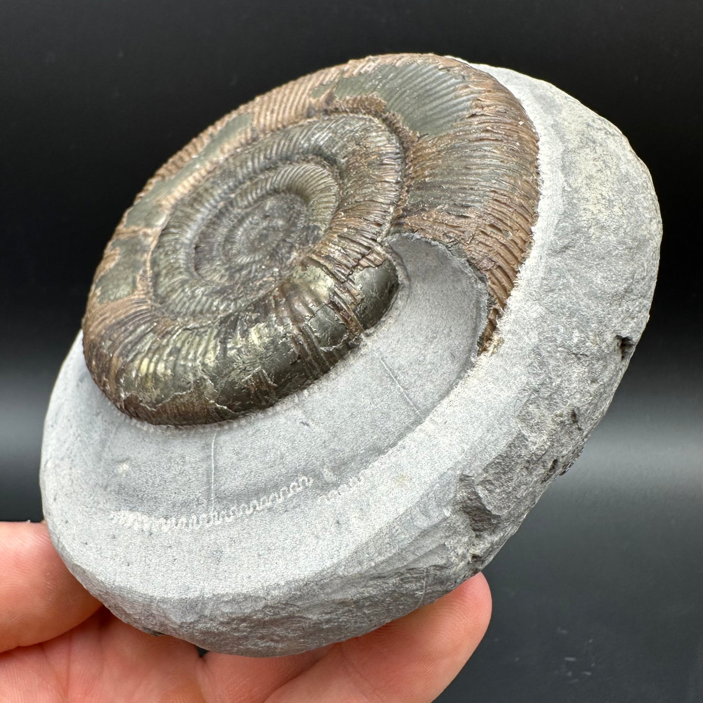 Dactylioceras semicelatum Ammonite fossil with stand - Whitby, North Yorkshire Jurassic Coast Yorkshire Fossils