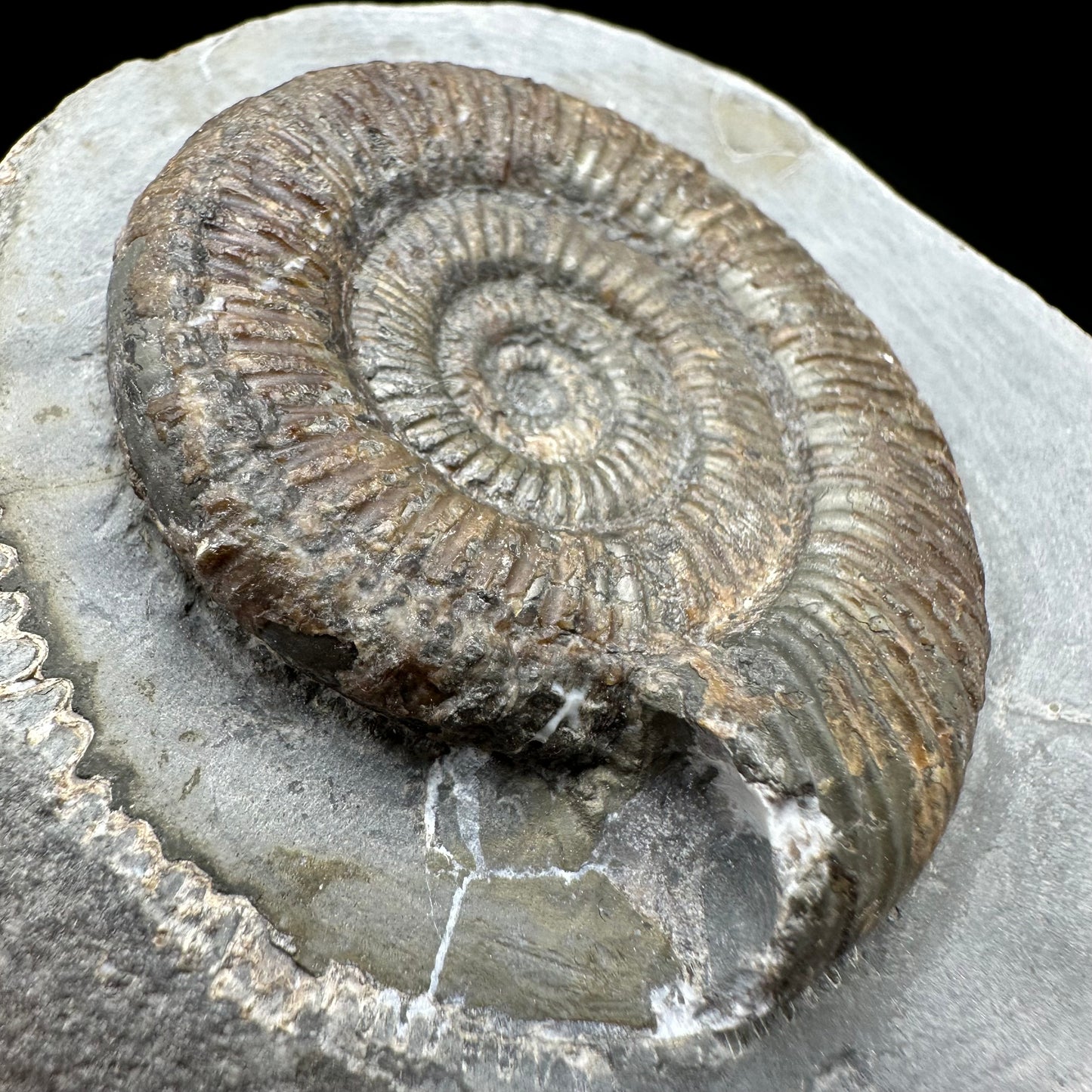 Dactylioceras semicelatum Ammonite fossil with box and stand - Whitby, North Yorkshire Jurassic Coast Yorkshire Fossils