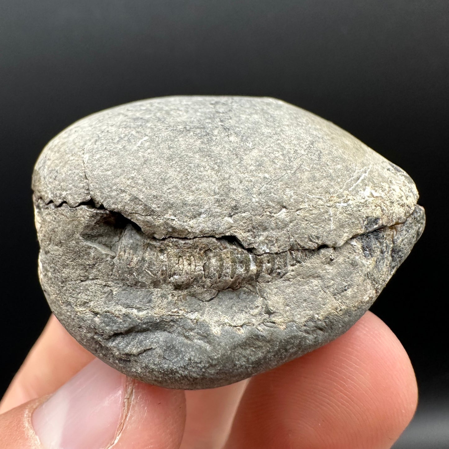 Dactylioceras Ammonite nodule (split pair) Fossil With Box And Stand - Whitby, North Yorkshire Jurassic Coast Yorkshire Fossils