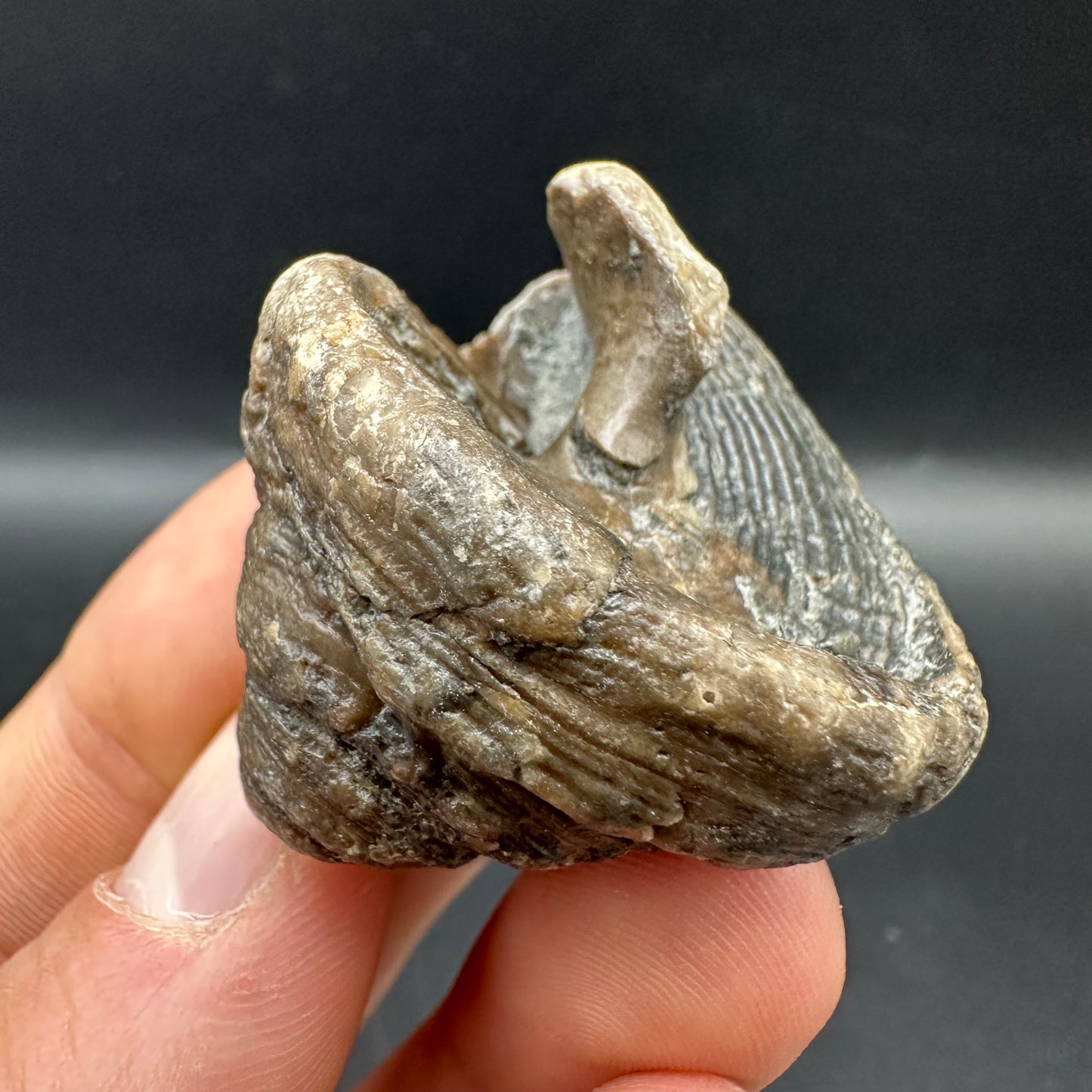 Gastropod Shell Fossil With Box And Stand - Whitby, North Yorkshire, Jurassic Coast, Yorkshire Fossils