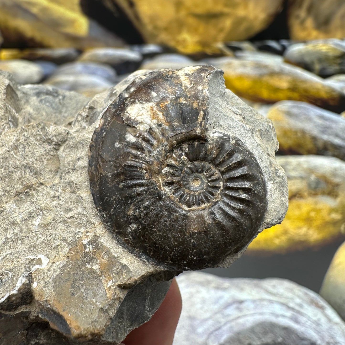 Amaltheus striatus ammonite fossil - Whitby, North Yorkshire