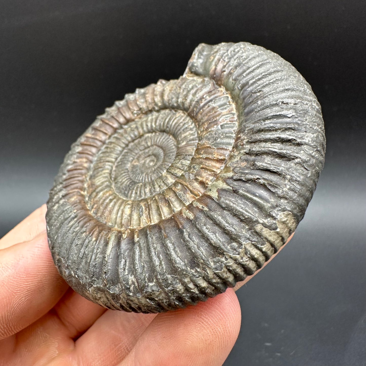 Dactylioceras Ammonite Fossil With Box And Stand - Whitby, North Yorkshire Jurassic Coast Yorkshire Fossils