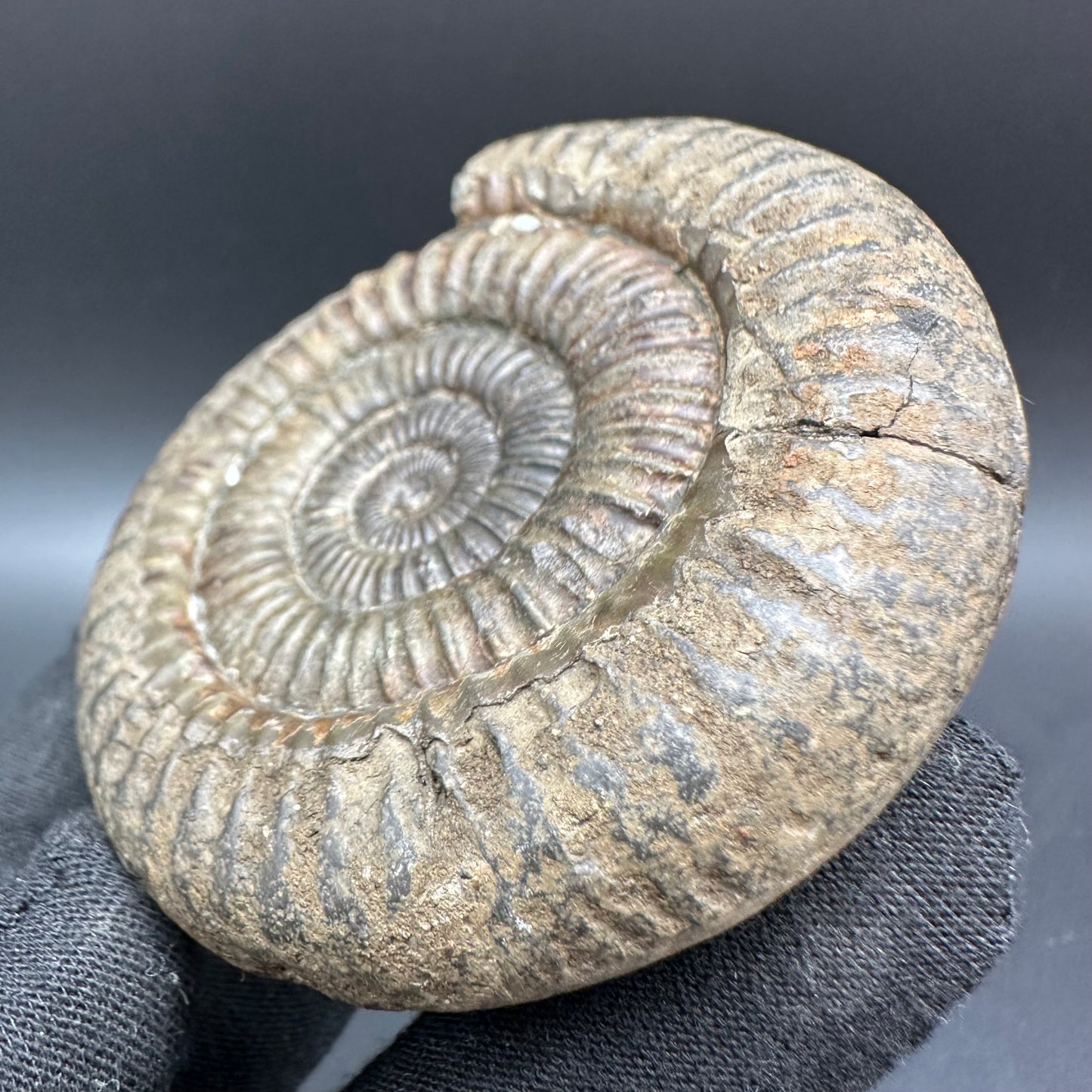 Dactylioceras Ammonite Fossil With Box And Stand - Whitby, North Yorkshire Jurassic Coast Yorkshire Fossils