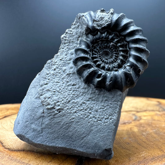 Gagaticeras Ammonite fossil with box and stand - Whitby, North Yorkshire Jurassic Coast Yorkshire Fossils