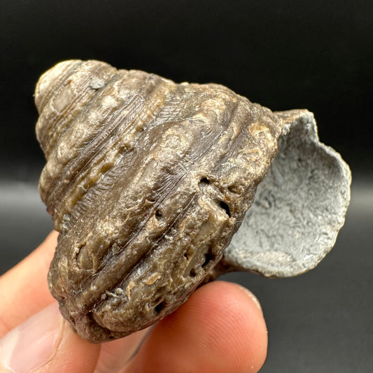 Gastropod Shell Fossil With Box And Stand - Whitby, North Yorkshire, Jurassic Coast, Yorkshire Fossils