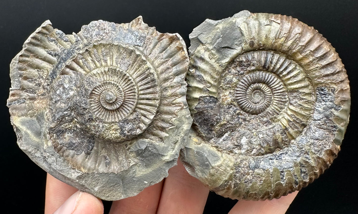 Dactylioceras Ammonite nodule (split pair) Fossil With Box And Stand - Whitby, North Yorkshire Jurassic Coast Yorkshire Fossils