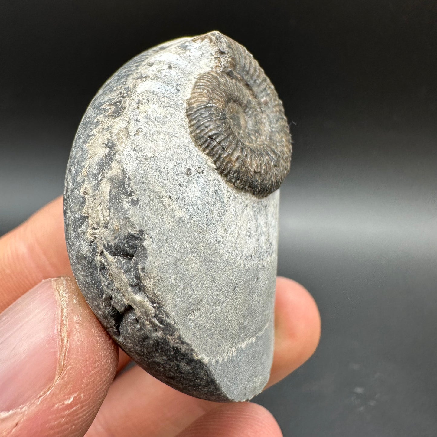 Dactylioceras Ammonite Fossil With Box And Stand - Whitby, North Yorkshire Jurassic Coast Yorkshire Fossils