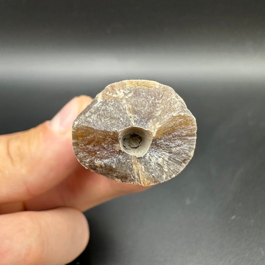 Belemnite (Fossil Squid) shell fossil - Whitby, North Yorkshire Jurassic Coast Yorkshire Fossils