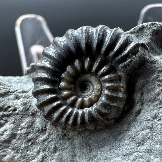 Promicroceras Ammonite shell fossil with box and stand - Whitby, North Yorkshire Jurassic Coast Yorkshire Fossils