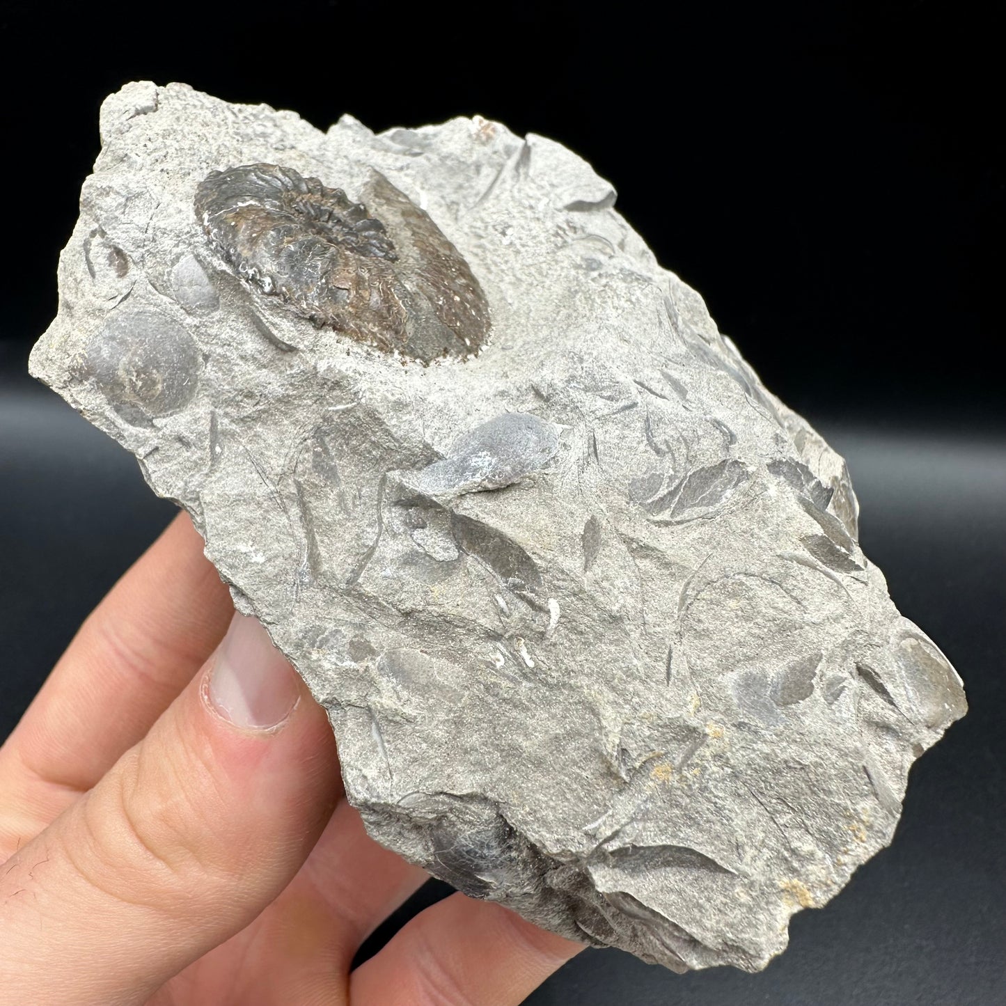 Amaltheus subnodosus Ammonite fossil with box and stand - Whitby, North Yorkshire Jurassic Coast Yorkshire Fossils